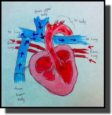 Fontan Complications